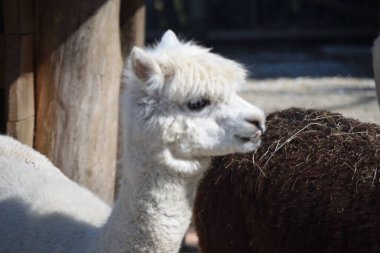 Ljubljana Hayvanat Bahçesinde Hayvanlar