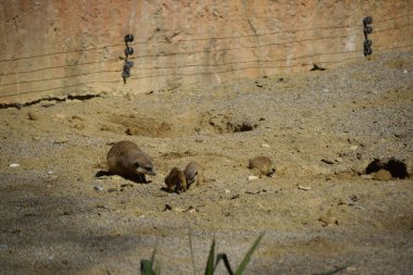 Ljubljana Hayvanat Bahçesinde Hayvanlar