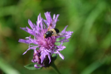 Tarlanın ortasında arılı bir çiçek