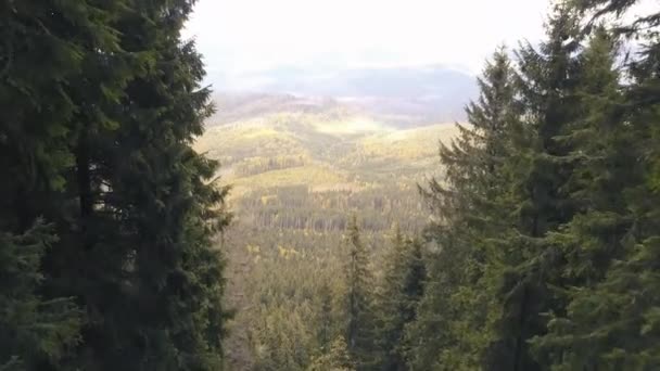 Drohnenflug Durch Den Wilden Wald Den Karpaten Der Nähe Von — Stockvideo