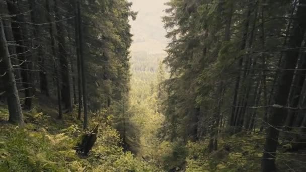 Drohnenflug Durch Den Wilden Wald Den Karpaten Der Nähe Von — Stockvideo