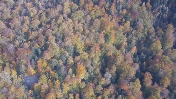 Luftaufnahme Der Herbstlichen Karpaten Der Nähe Von Yaremche Ukraine — Stockvideo