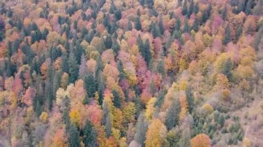 Vorohta, Ukrayna sonbahar Karpat Dağları üzerinde uçan