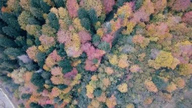 Vorohta, Ukrayna sonbahar Karpat Dağları üzerinde uçan