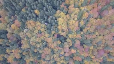 Vorohta, Ukrayna sonbahar Karpat Dağları üzerinde uçan