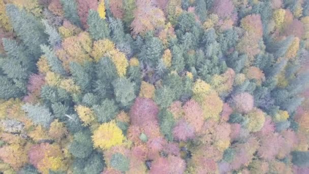 Πετώντας Πάνω Από Φθινόπωρο Καρπάθια Όρη Κοντά Από Vorohta Ουκρανία — Αρχείο Βίντεο