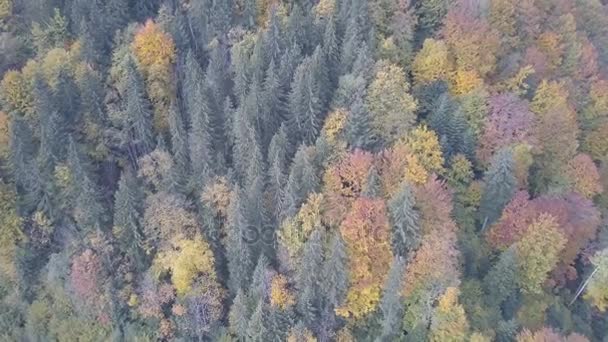 Flying Autumn Carpathian Mountains Vorohta Ukraine — Stock Video