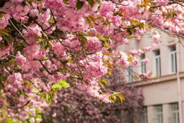 Güzel kiraz çiçeği sakura
