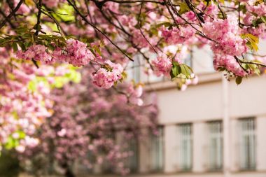 Sakura. Kiraz çiçekleri Japonya