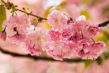 Sakura. Kiraz çiçekleri Japonya
