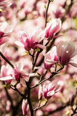 Çiçek açan Manolya çiçek