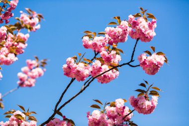 Güzel kiraz çiçeği sakura