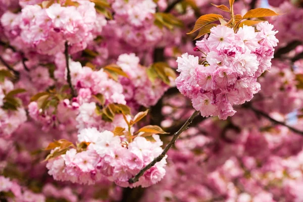 Красива сакура вишневого цвіту — стокове фото