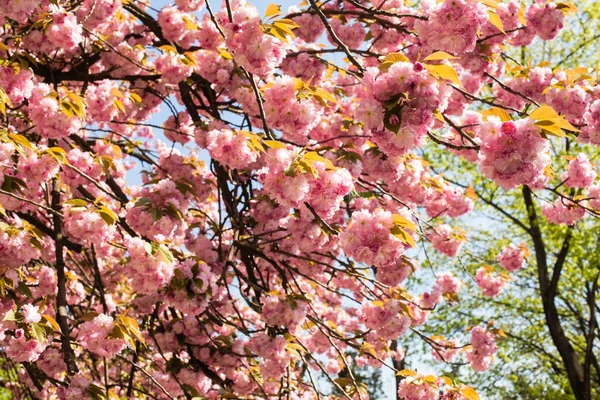 Sakura. Kiraz çiçekleri Japonya