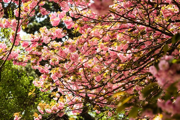 Сакура. Вишневого кольору Японії — стокове фото