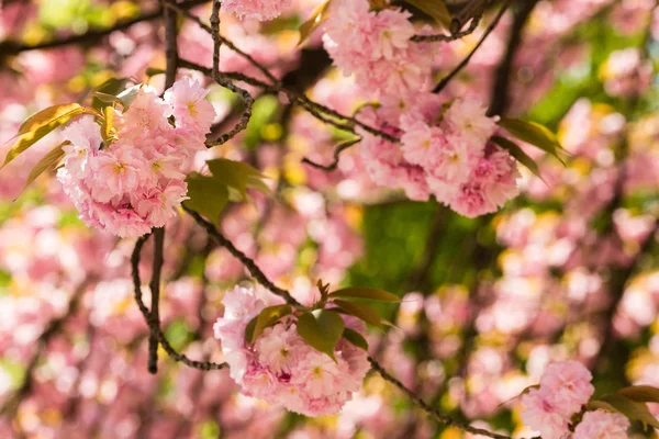 Красива сакура вишневого цвіту — стокове фото