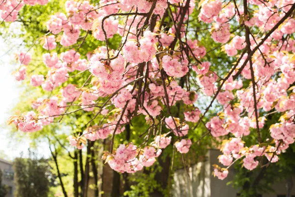 Güzel kiraz çiçeği sakura