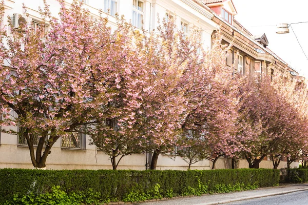 Uzhhorod City çiçek açan sakura yoIda. Kiraz çiçekleri