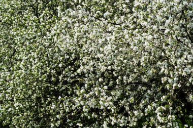 Çiçek açan elma ağacı