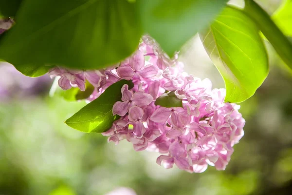 Lente bloeiende lila — Stockfoto