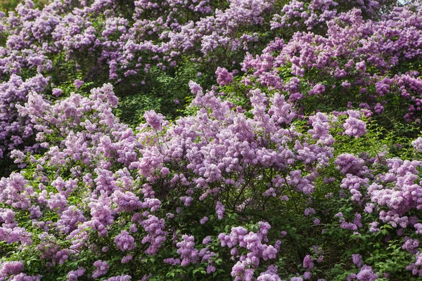 Lente bloeiende lila — Stockfoto