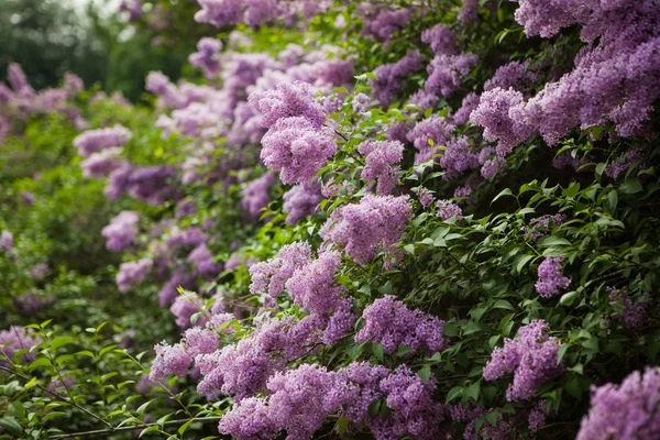 Lente bloeiende lila — Stockfoto