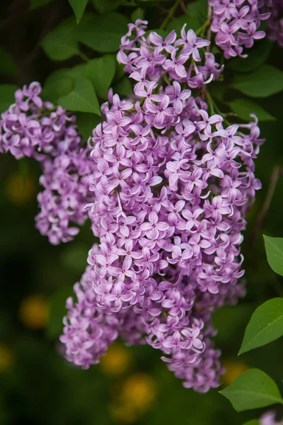 Lente bloeiende lila — Stockfoto