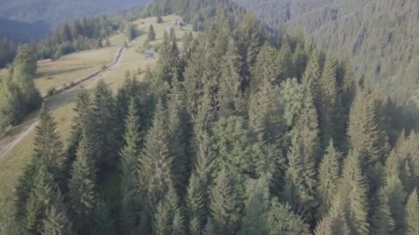 Voando Drone Verão Floresta Dos Cárpatos Nas Montanhas — Vídeo de Stock