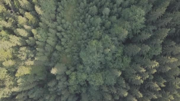 Drohnenflug Karpatenwald Den Bergen — Stockvideo