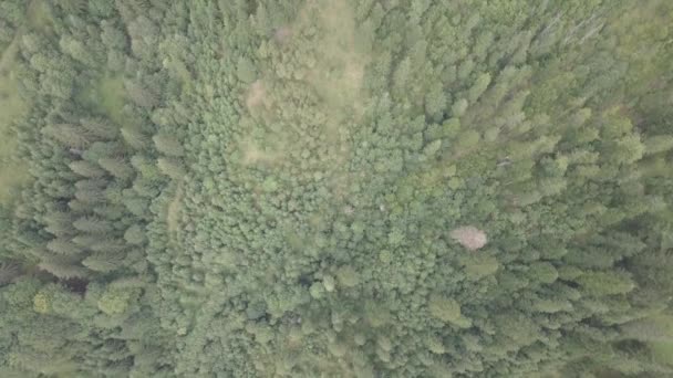 Drohnenflug Karpatenwald Den Bergen — Stockvideo