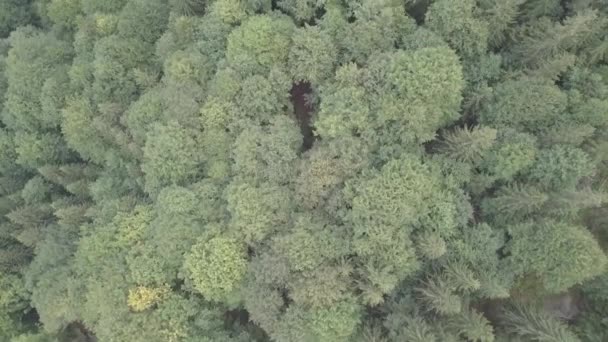 山中夏カルパティア フォレストのドローン上の飛行 — ストック動画