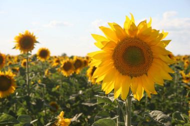 alan ve gökyüzü arka plan ayçiçeği