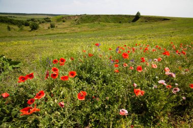 Harika haşhaş alan geç Mayıs ayında