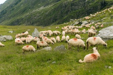 Dağlarda bir çayırda koyun. Romanya Transfagarasan dağlar üzerinde güzel doğal peyzaj