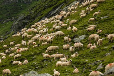 Dağlarda bir çayırda koyun. Romanya Transfagarasan dağlar üzerinde güzel doğal peyzaj