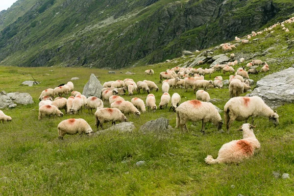 Dağlarda bir çayırda koyun. Romanya Transfagarasan dağlar üzerinde güzel doğal peyzaj