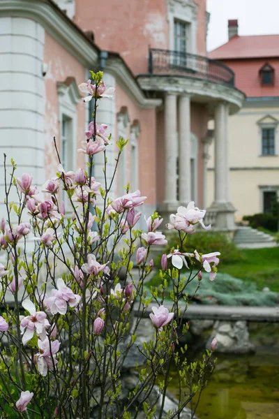 Zolchiv, Ukrajna - május 2 2017: Virágzó magnólia Garden Zolocsiv, Ukrajna-kastély — Stock Fotó
