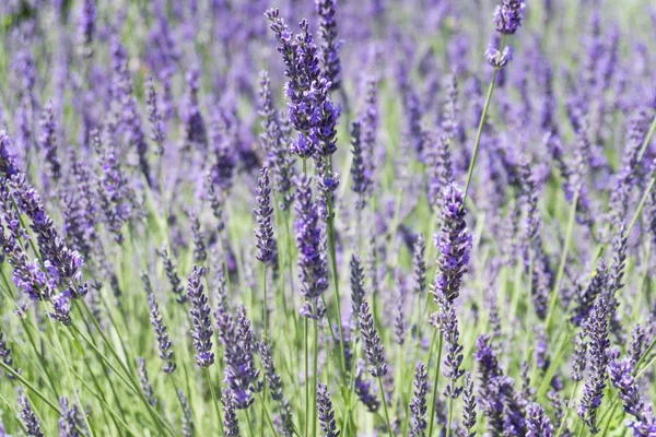 Oneindige lavendelvelden, met paarse en violette bloemen. Sluitingsdatum — Stockfoto