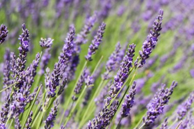 Mor ve mor çiçeklerle sınırsız lavanta tarlaları. Kapatma