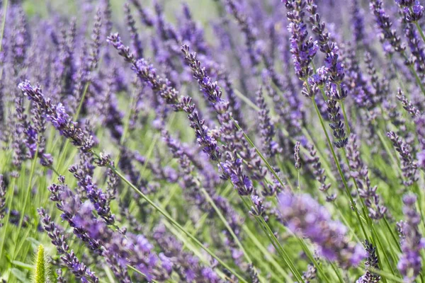 Oneindige lavendelvelden, met paarse en violette bloemen. Closeu — Stockfoto