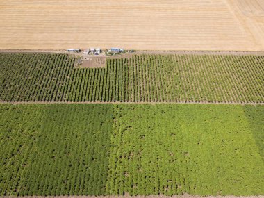 İnsansız hava aracından ayçiçeğine ve buğday tarlalarına hava üstü görünümü