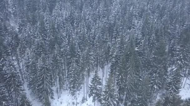 Image aérienne du sommet des pins de montagne enneigés au milieu de l'hiver