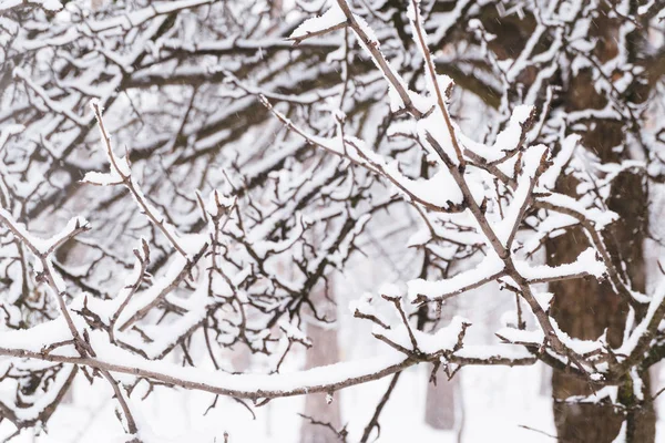 Ramos de árvores cobertos de neve no parque — Fotografia de Stock