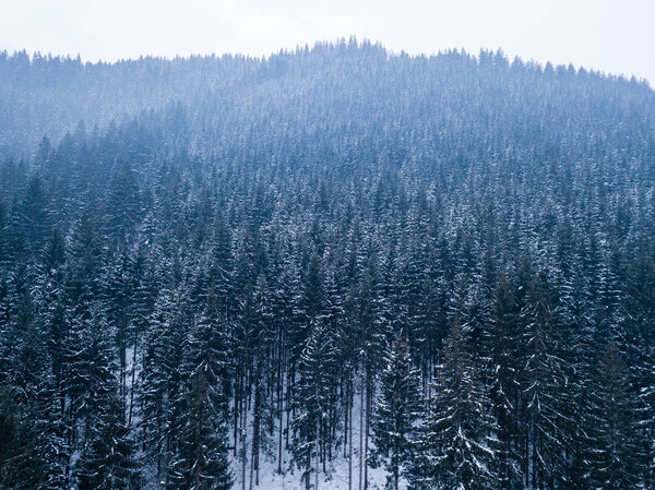 Aerial from top of snowy mountain pines in the middle of the winter