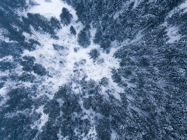 Kışın ortasında karlı dağ çam ağaçlarının tepesinden gelen hava.