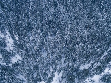 Kışın ortasında karlı dağ çam ağaçlarının tepesinden gelen hava.