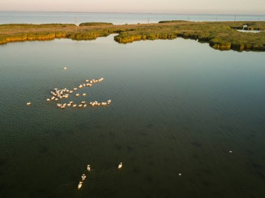 Karadeniz kıyısı, Ukrayna yakınlarındaki Tuzly Estuary Ulusal Doğa Parkı 'nda pelikanların üreme alanları