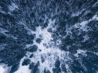 Kışın ortasında karlı dağ çam ağaçlarının tepesinden gelen hava.