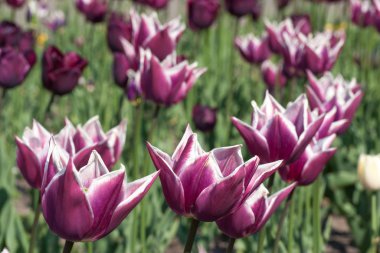 Bahçesinde beyaz lale tarlası olan Violet.