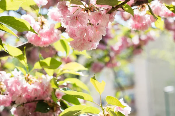 Красиві квіти сакури вишневого цвіту — стокове фото